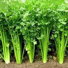 Coriander Leafy flower seeds for planting - Heirloom & Non-GMO Garden Seeds
