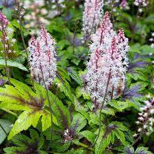 Pink White Tiarella Flower Seeds for Planting | Heirloom Non-GMO High Germination Organic Garden Seeds