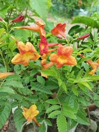 Orange Tecoma Jubilee Flower Seeds for Planting – Heirloom, Non-GMO, Organic Garden Seeds