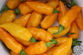 Augustine Minorcan Datil Hot Pepper Plant Seeds for Planting – Heirloom Non-GMO Spicy Mini Peppers