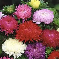Duchess Paeony Aster Flower Seeds for Planting – Hardy Variety, Heirloom, Non-GMO, High Germination Organic Garden Seeds