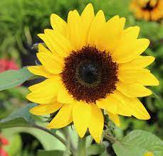 Dwarf Sunspot Sunflower Seeds - Compact, Fast-Growing, Non-GMO Garden Sunflower for Pots & Beds