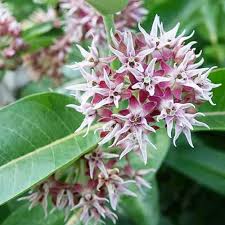 Heirloom Asclepias Speciosa Flower Seeds for Planting – Non-GMO, High Germination Organic Garden Seeds