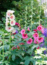 Holly Hock Flower Seeds for Planting Heirloom Non-GMO High Germination Organic Garden Seeds