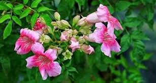 Tecoma Stans Flower Seeds for Planting – Heirloom, Non-GMO, Pollinator Friendly Organic Garden Seeds