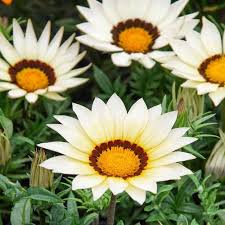 White Gazania Flower Seeds for Planting – Heirloom, Non-GMO, Pollinator Friendly Garden Seeds
