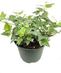 Ivy Flower seeds for Planting – Wildflower Mix, Heirloom & GMO Free Seeds for Home Garden, High Germination