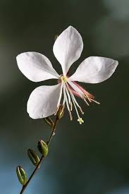 Gaura Whirling Mariposas Flower Seeds for Planting – Heirloom, Non-GMO, High Germination Organic Garden Seeds