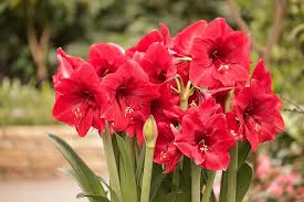 Heirloom Amaryllis Flower Seeds – Non-GMO, High Germination Organic Garden Seeds