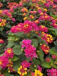 Mixed Lantana Camara Flower Seeds for Planting – Heirloom, Non-GMO, High Germination Garden Seeds
