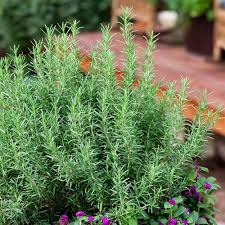 Pink Rosemary Plant Seeds for Planting – Heirloom, Non-GMO, Organic Garden Seeds, High Germination