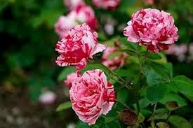 Osiria Rose Flower Seeds for Planting – Compact Growth, Heirloom, Non-GMO & High Germination Seeds