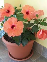 Dark Orange Hibiscus Flower Seeds for Planting - Heirloom, Non-GMO, High Germination Organic Garden Seeds