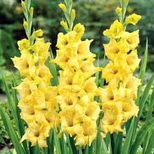Yellow Perennial Gladiolus Flower Seeds for Planting Heirloom Non-GMO High Germination Organic Garden Seeds