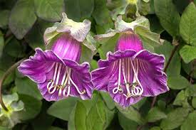 Heirloom Cobaea Scandens Flower Seeds for Planting – Low Maintenance, Non-GMO, High Germination