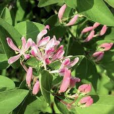 Heirloom Lonicera Tatarica Flower Seeds for Planting – Fragrant Blossoms, Non-GMO, High Germination Organic Garden Seeds
