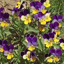 Johnny Jump Ups Flower Seeds for Planting – Perfect for Borders, Heirloom, Non-GMO, High Germination