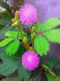 Pink Mimosa Pudica Flower Seeds for Planting – Heirloom, Non-GMO, Easy to Grow Organic Garden Seeds