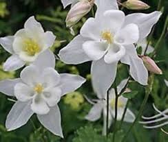 White Aquilegia Flower Seeds for Planting – Heirloom, Non-GMO, High Germination Organic Garden Seeds