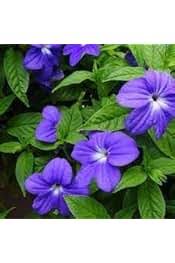 Heirloom Browallia Flower Seeds for Planting – Non-GMO, Fragrant Organic Garden Seeds