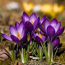 Violet Yellow Crocus Flower Seeds for Planting | Heirloom Non-GMO High Germination