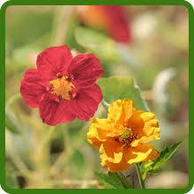 Geum Flower Seeds for Planting – Fragrant Blossoms, Heirloom, Non-GMO, High Germination