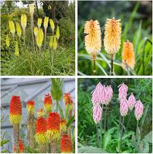 Uvaria Flower Seeds for Planting | Heirloom Non-GMO High Germination Organic Garden Seeds