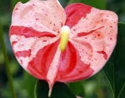 Baby Pink Anthurium Flower Seeds 100 pcs – Heirloom, Non-GMO, High Germination Wildflower Seeds for Organic Garden Planting