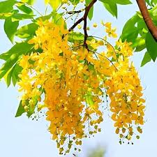 Yellow Cassia Flower Seeds for Planting – Heirloom, Non-GMO, Garden Favorite Organic Seeds