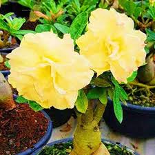 Heirloom Adenium Flower Seeds – Non-GMO, High Germination Organic Garden Seeds