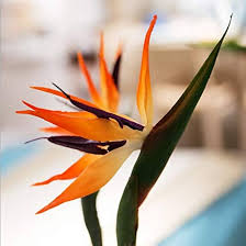 False Bird of Paradise Flower Seeds for Planting – Heirloom, Non-GMO, High Germination Organic Garden Seeds