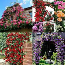 Rose Flower Seeds for Planting – Low Maintenance Heirloom Non-GMO Seeds with High Germination