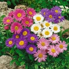 Aromatic Aster Flower Seeds – Heirloom, Non-GMO, Colorful Display Organic Garden Seeds for Planting