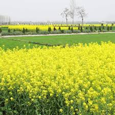 Yellow Rape Flower Seeds for Planting – Fragrant Blossoms, Heirloom, Non-GMO, High Germination, Organic Garden Seeds