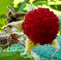 Fruit Seeds,Garden seeds, Seeds For Planting,Plant Seeds