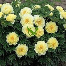 Bartzella Flower Seeds for Planting – Heirloom Non-GMO, High Germination, Hardy Variety