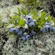 Fruit Seeds,Garden seeds, Seeds For Planting,Plant Seeds