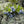 Fruit Seeds,Garden seeds, Seeds For Planting,Plant Seeds