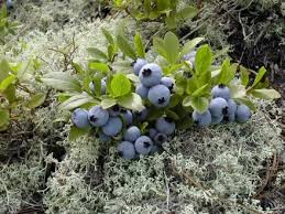 Fruit Seeds,Garden seeds, Seeds For Planting,Plant Seeds