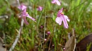 Pink Utricularia Flower Seeds for Planting – Heirloom, Non-GMO, Organic Garden Seeds