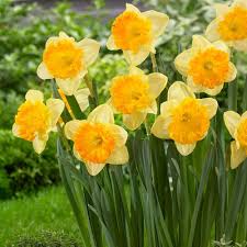 Light Yellow Narcissus Flower Seeds for Planting | Heirloom Non-GMO High Germination Organic Garden Seeds