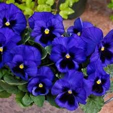Violet Blue Pansy Flower Seeds for Planting – Heirloom, Non-GMO, High Germination Garden Favorite