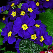 Blue Cobalt Primrose Seeds – Heirloom, Non-GMO, Garden Favorite