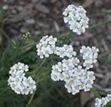 White Yarrow Flower Seeds for Planting – Heirloom, Non-GMO, Cut Flower Favorite, High Germination