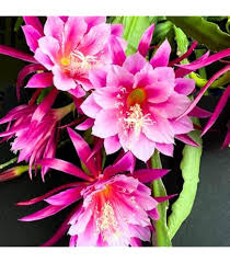 Pink Epiphyllum Oxypetalum Flower Seeds for Planting – Heirloom, Non-GMO, High Germination Organic Garden Seeds