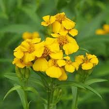 Mint Marigold Flower Seeds for Planting – Shade Tolerant, Heirloom, Non-GMO & High Germination Seeds