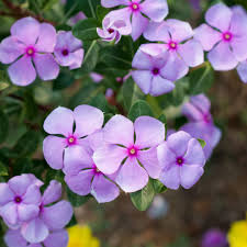 Heirloom Vinca Flower Seeds for Planting – Non-GMO, High Germination Organic Garden Seeds