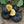Vegetable Seeds,Garden seeds, Seeds For Planting,Plant Seeds