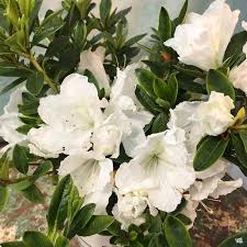 Azalea Blanco Flower Seeds for Planting – Fragrant Blossoms, Heirloom, Non-GMO, High Germination Garden Seeds