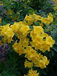 Esperanza Flower Seeds for Planting – Heirloom, Non-GMO, Wildflower Organic Garden Seeds